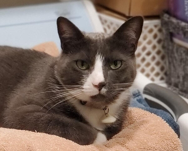 Winston