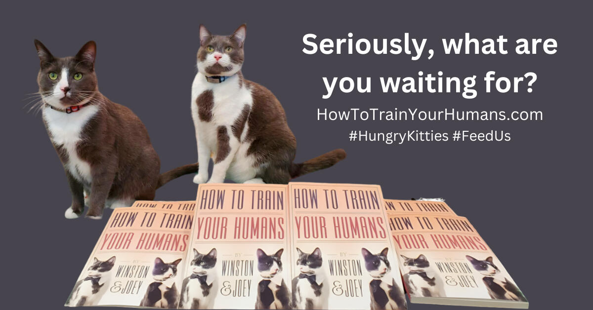 How To Train Your Humans Seriously, what are you waiting for? #HungryKitties #FeedUs #BuyOurBook